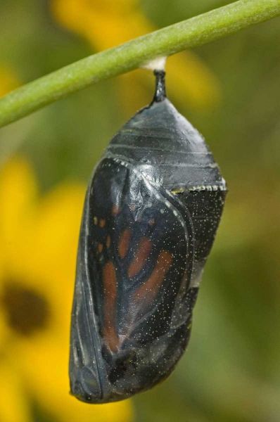 TX, Hill Country Monarch butterfly chrysalis
